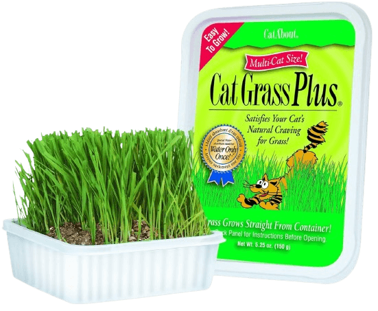 Miracle Care Cat-A'bout Cat Grass For Indoor Cats