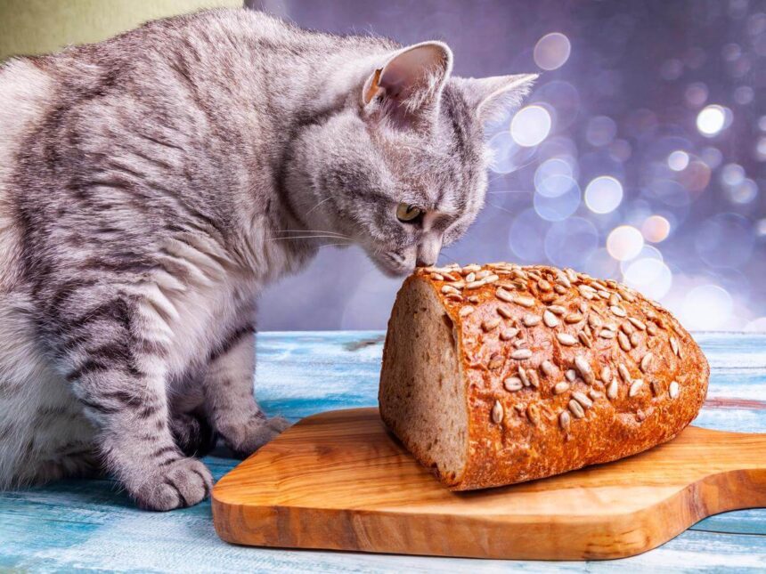 Can Cats Eat Bread