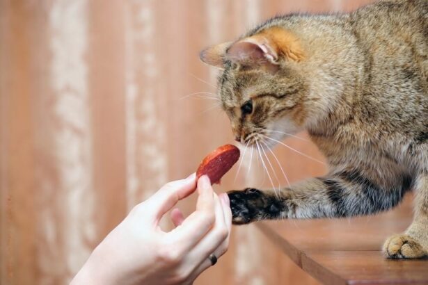 Can Cats Eat Chorizo