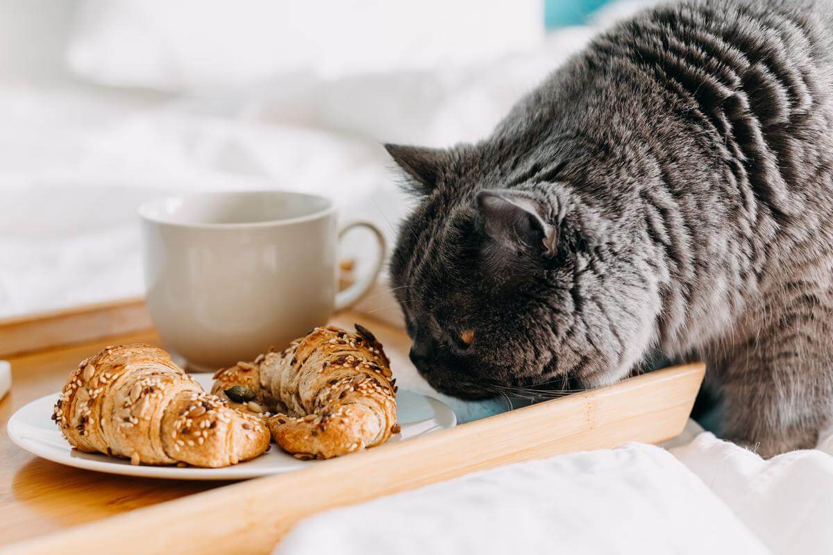 Can Cats Eat Croissants