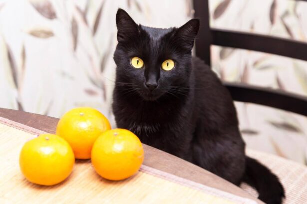 Can Cats Eat Mandarin Oranges