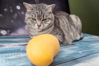 Can Cats Eat Mango