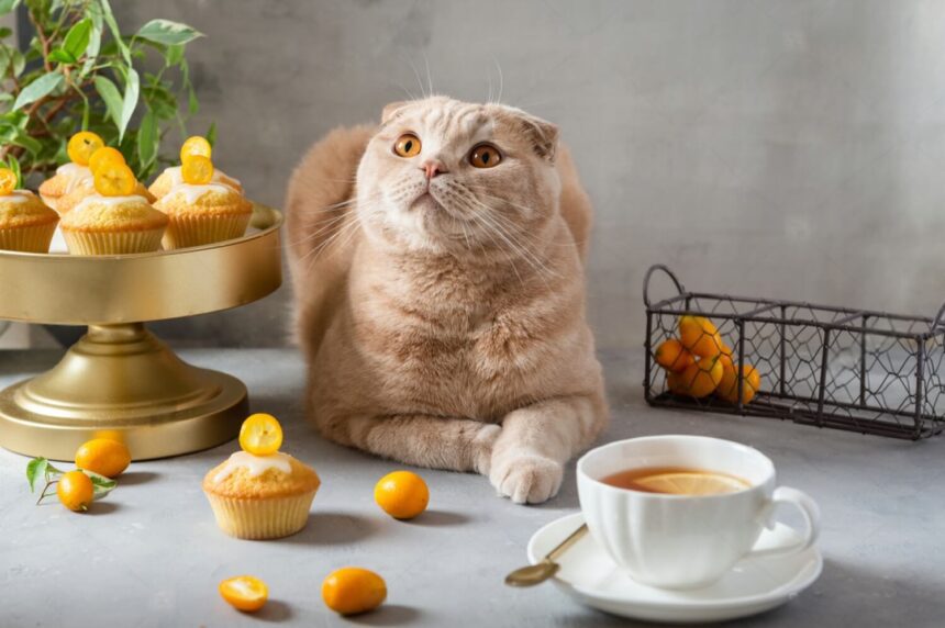 Can Cats Eat Muffins