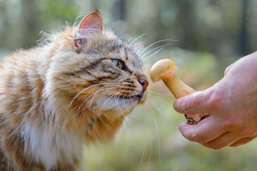 Can Cats Eat Mushrooms