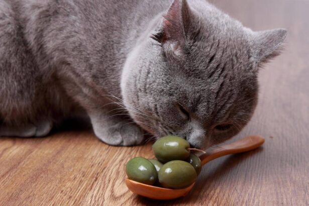 Can Cats Eat Olives