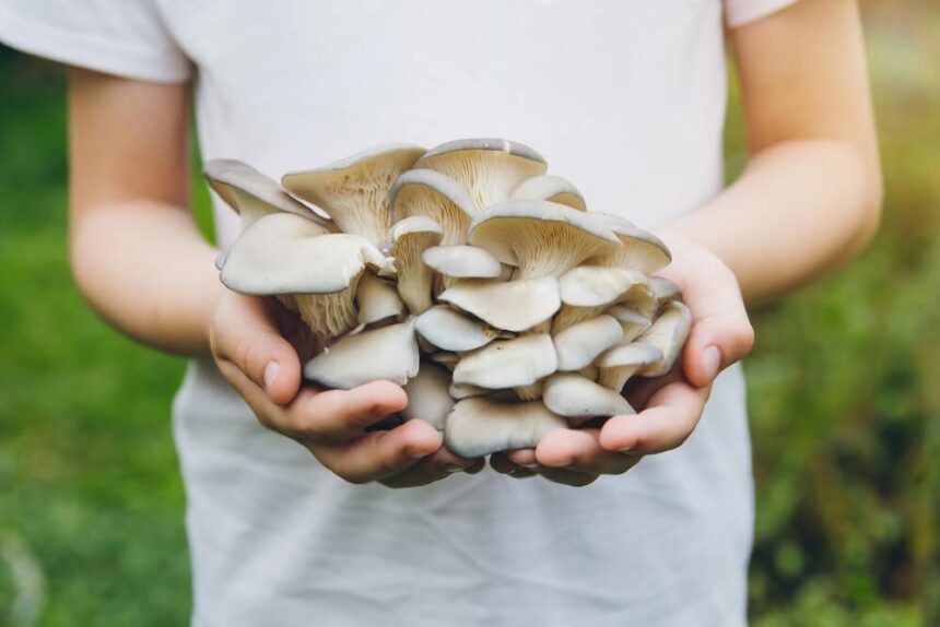 Can Cats Eat Oyster Mushrooms