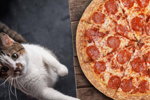 Can Cats Eat Pepperoni