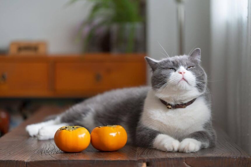 Can Cats Eat Persimmons