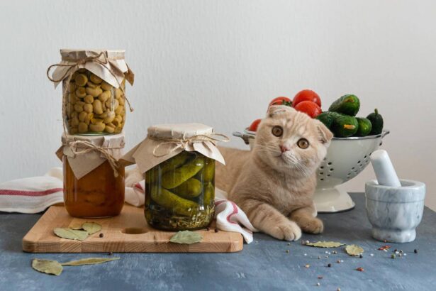 Can Cats Eat Pickles