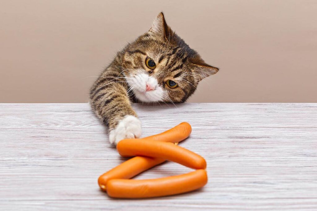 Can Cats Eat Sausage