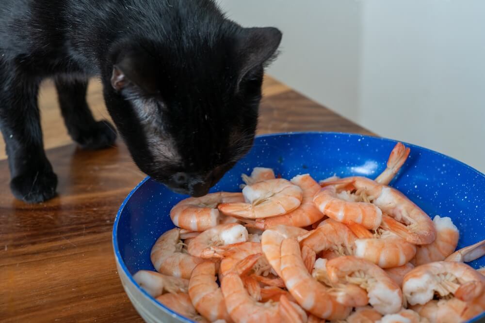 Can Cats Eat Shrimp