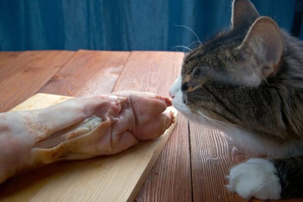 Can cats eat pork