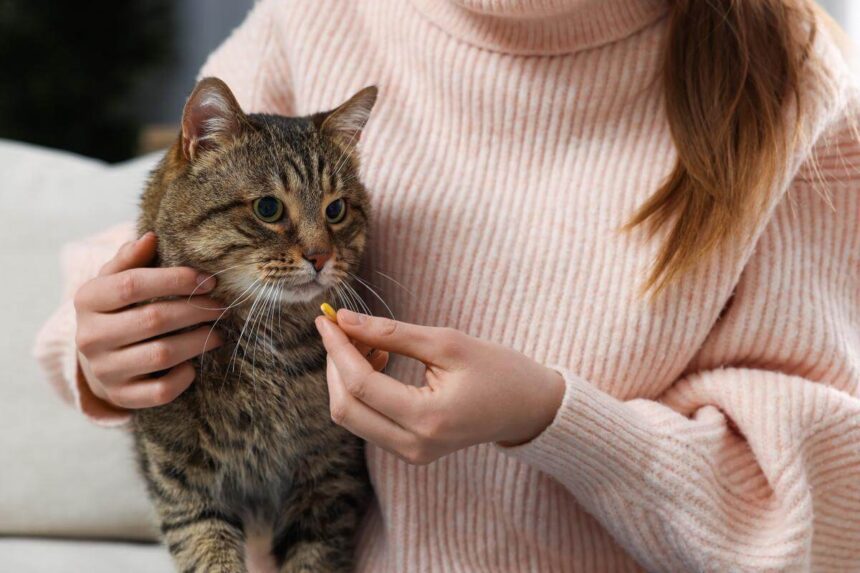 Cat Won’t Eat Prescription Food