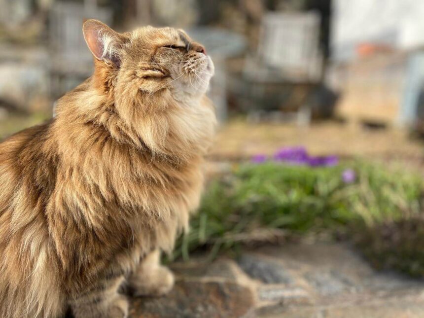 How Far Away Can Cats Smell Food