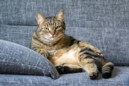 How To Tell If Your Cat Is Overweight