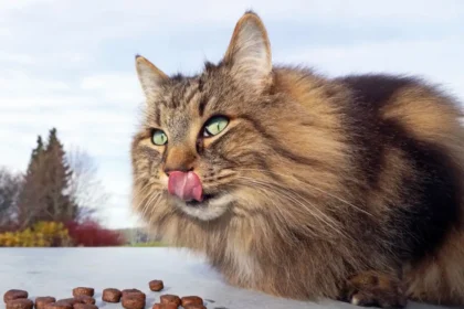 What Do Norwegian Forest Cats Eat