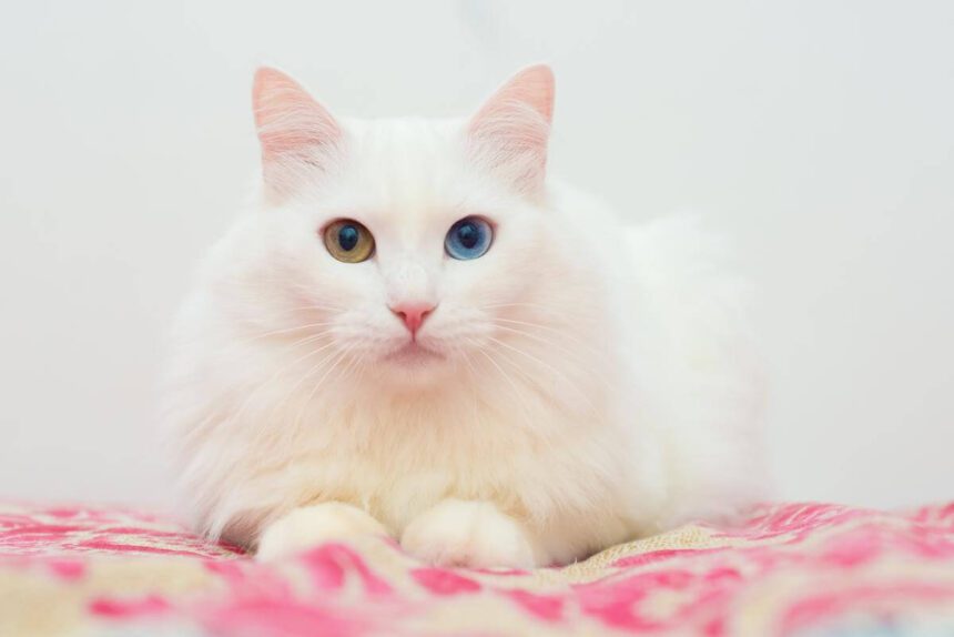 What Do Turkish Angora Cats Eat