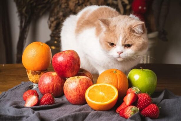 What Human Food Can Cats Eat