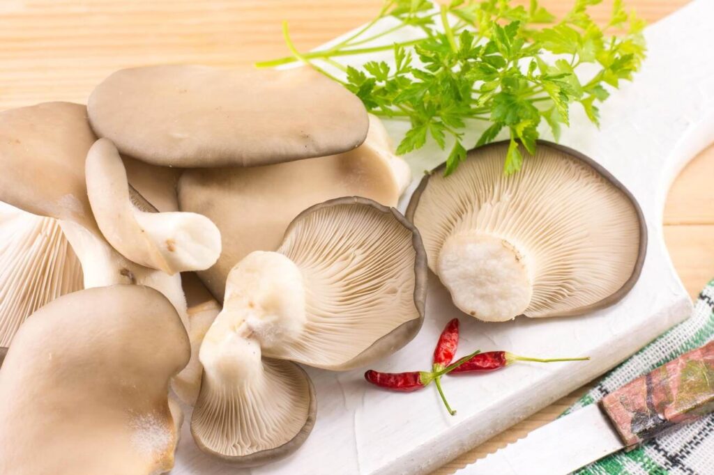 Can Cats Eat Oyster Mushrooms