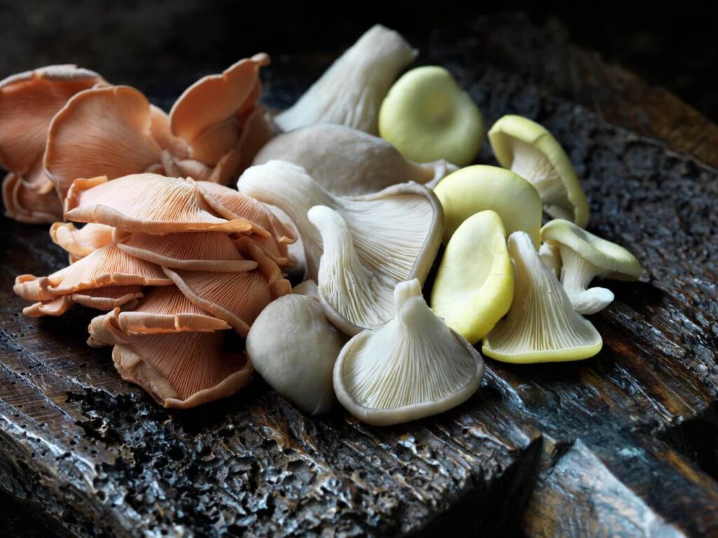 Can Cats Eat Oyster Mushrooms