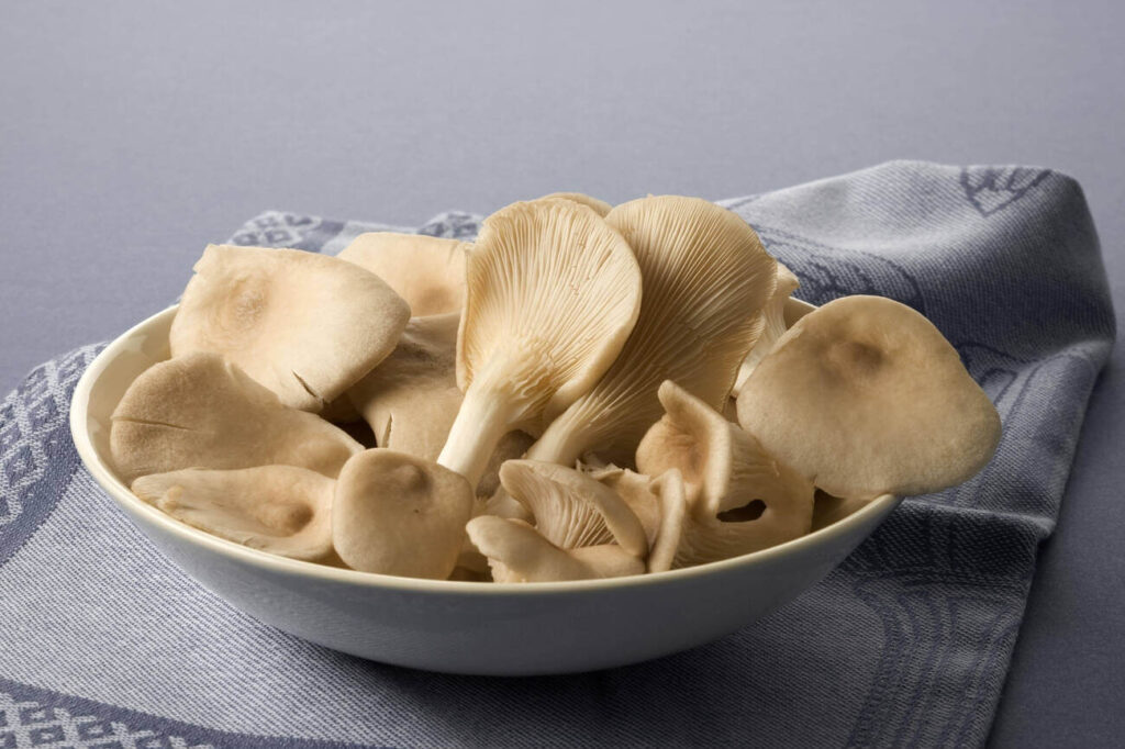 Can Cats Eat Oyster Mushrooms