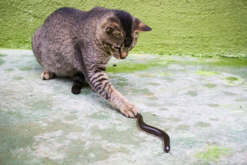 Are Millipedes Poisonous To Cats