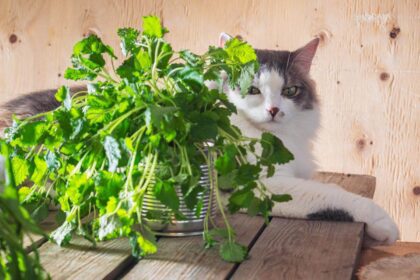 Can Cats Eat Arugula