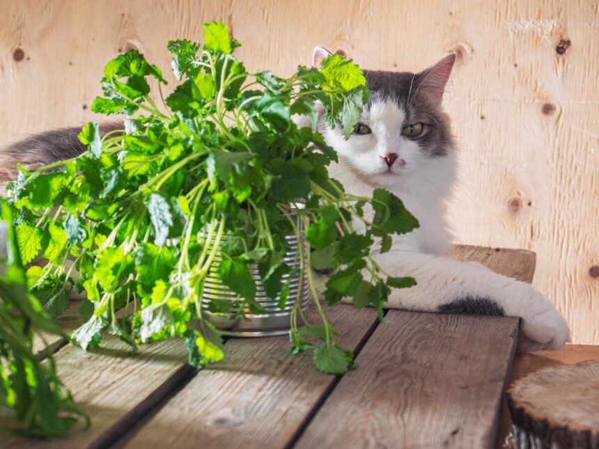 Can Cats Eat Arugula