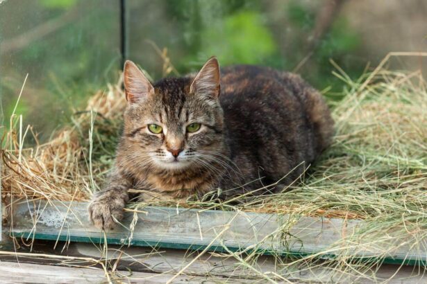 Can Cats Eat Timothy Hay