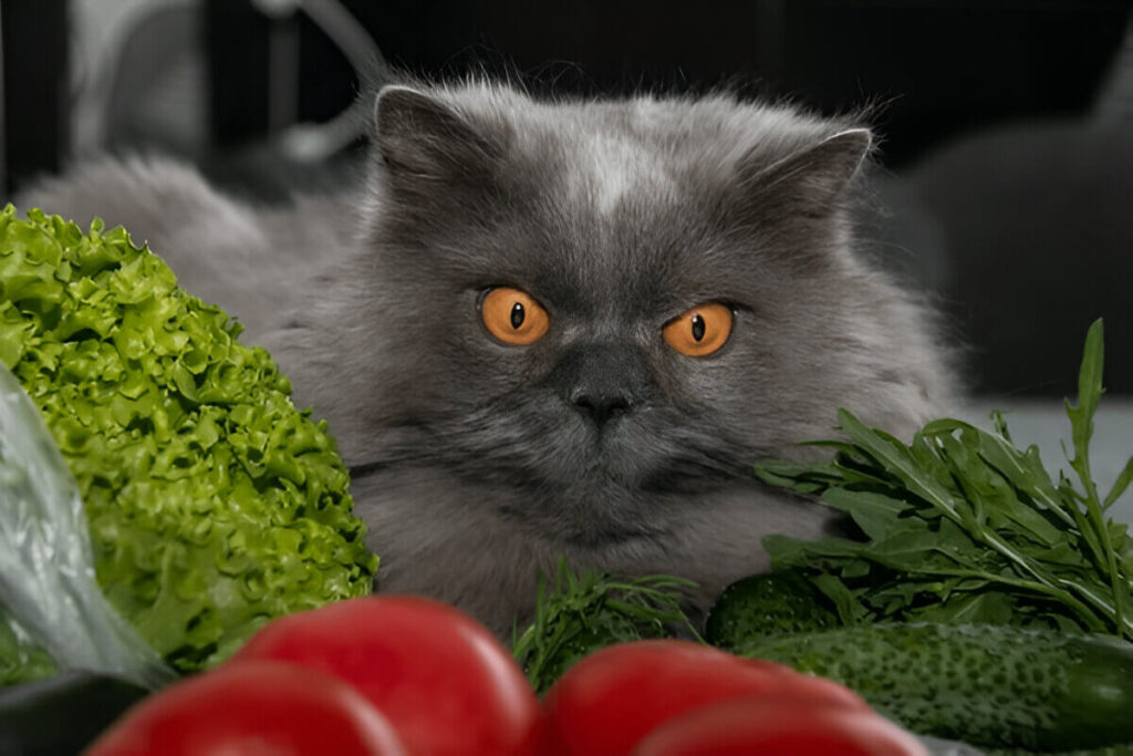 Can Cats Eat Arugula