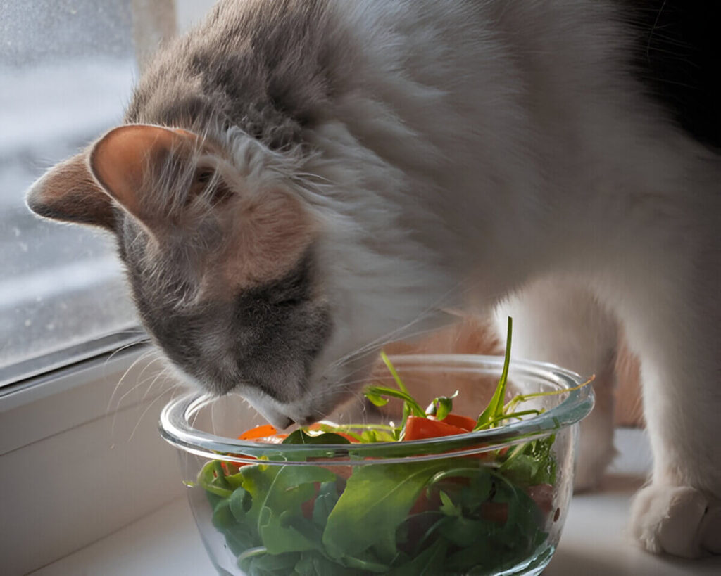 Can Cats Eat Arugula