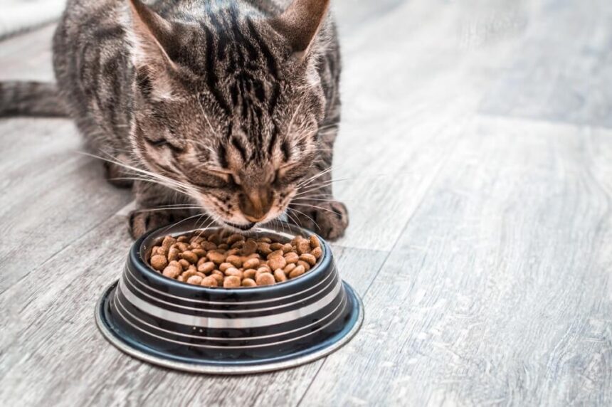 How To Make Hard Cat Food Soft