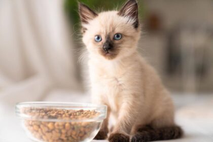 When Can Kittens Eat Dry Food