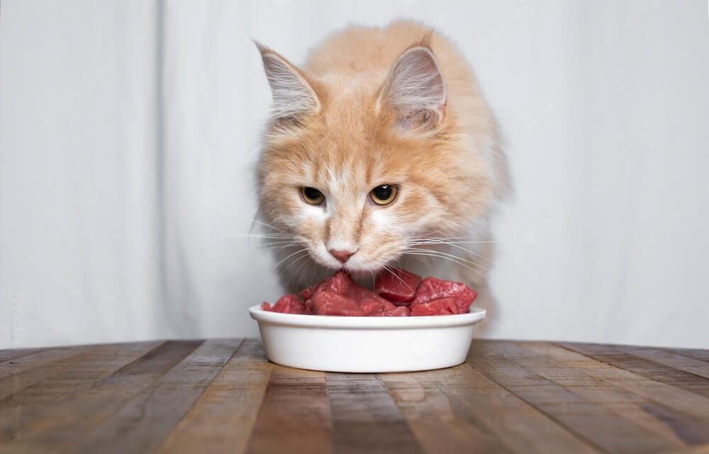 Can Cats Eat Deer Meat