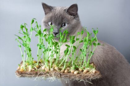 Can Cats Eat Microgreens