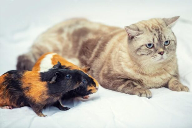 Can Guinea Pigs Eat Cat Food