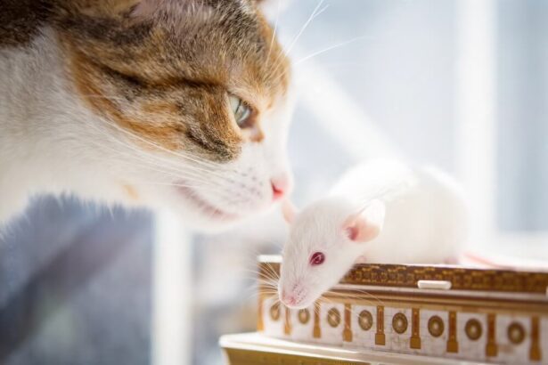 Can Mice Eat Cat Food