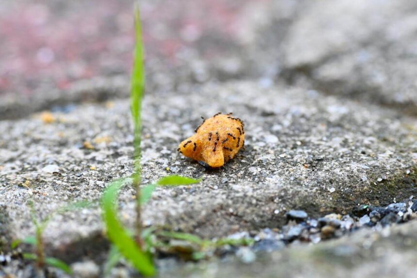 How To Keep Ants Out Of Cat Food