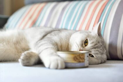 Is Bff Cat Food Healthy