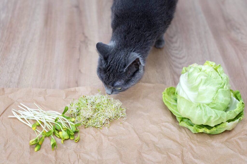 Can Cats Eat Microgreens