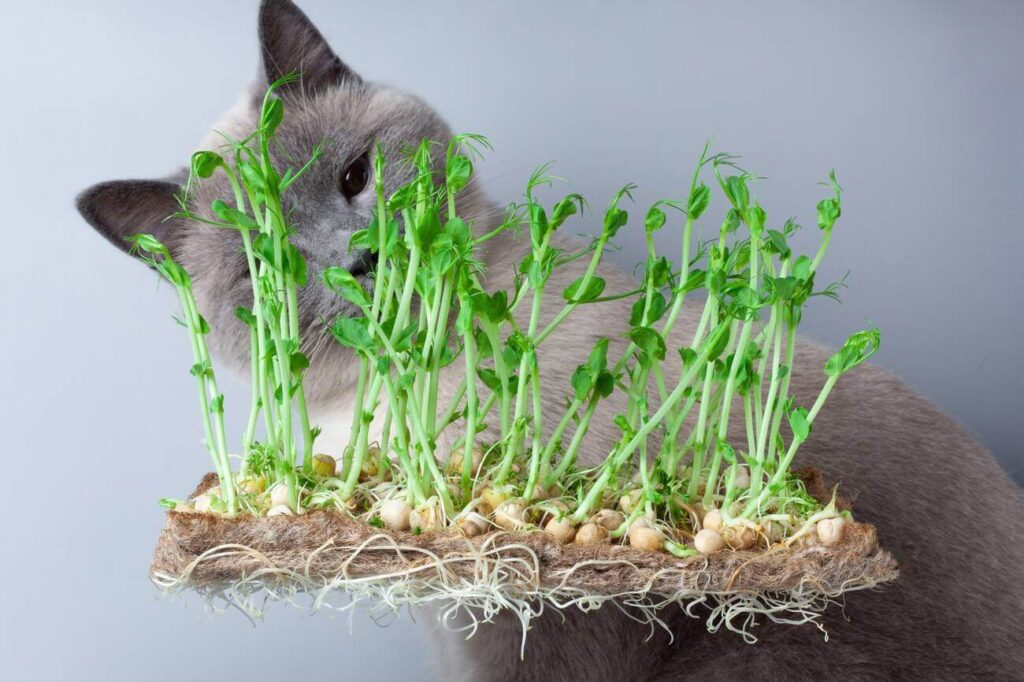 Can Cats Eat Microgreens