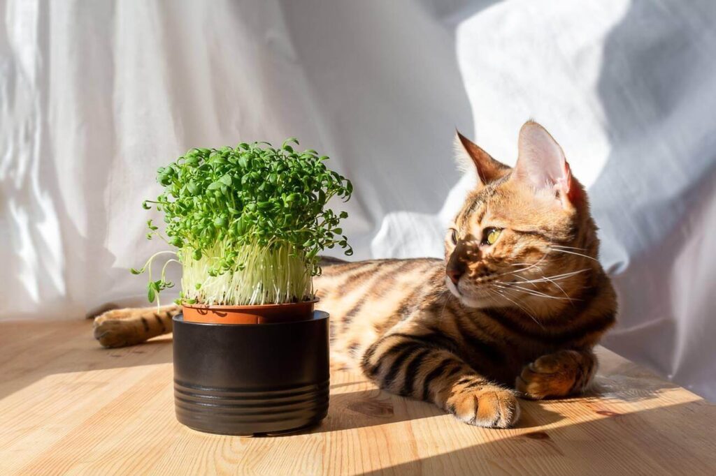 Can Cats Eat Microgreens