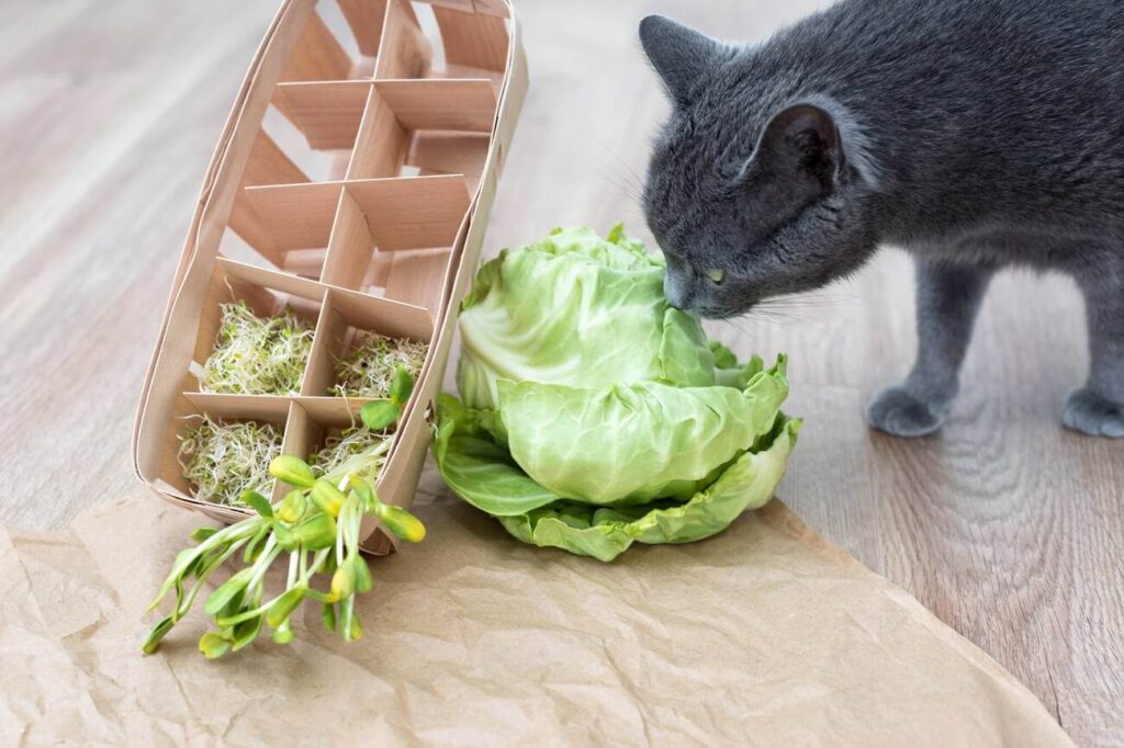 Can Cats Eat Microgreens