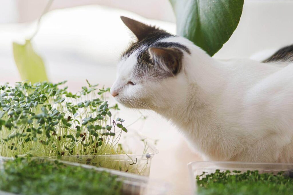 Can Cats Eat Microgreens