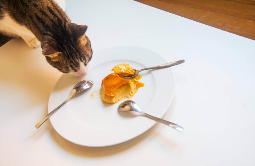 Can Cats Eat Flan