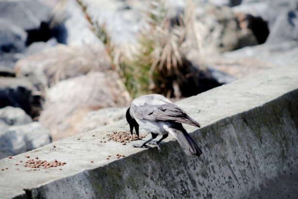 Can Birds Eat Cat Food