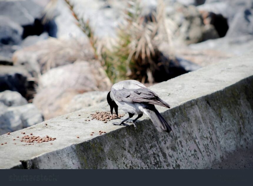 Can Birds Eat Cat Food