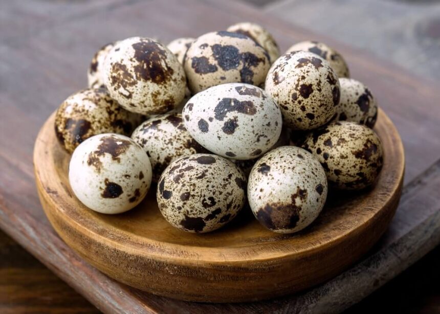 Can Cats Eat Quail Eggs