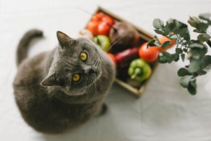 Can Cats Eat Vegetables