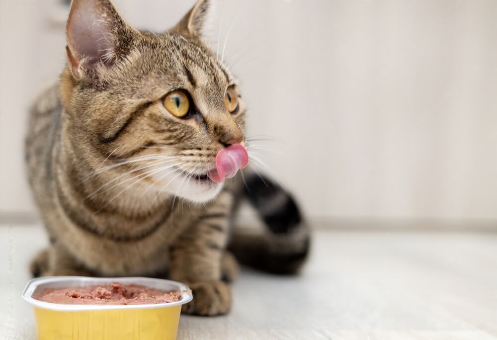 Can Wet Cat Food Left In Hot Car